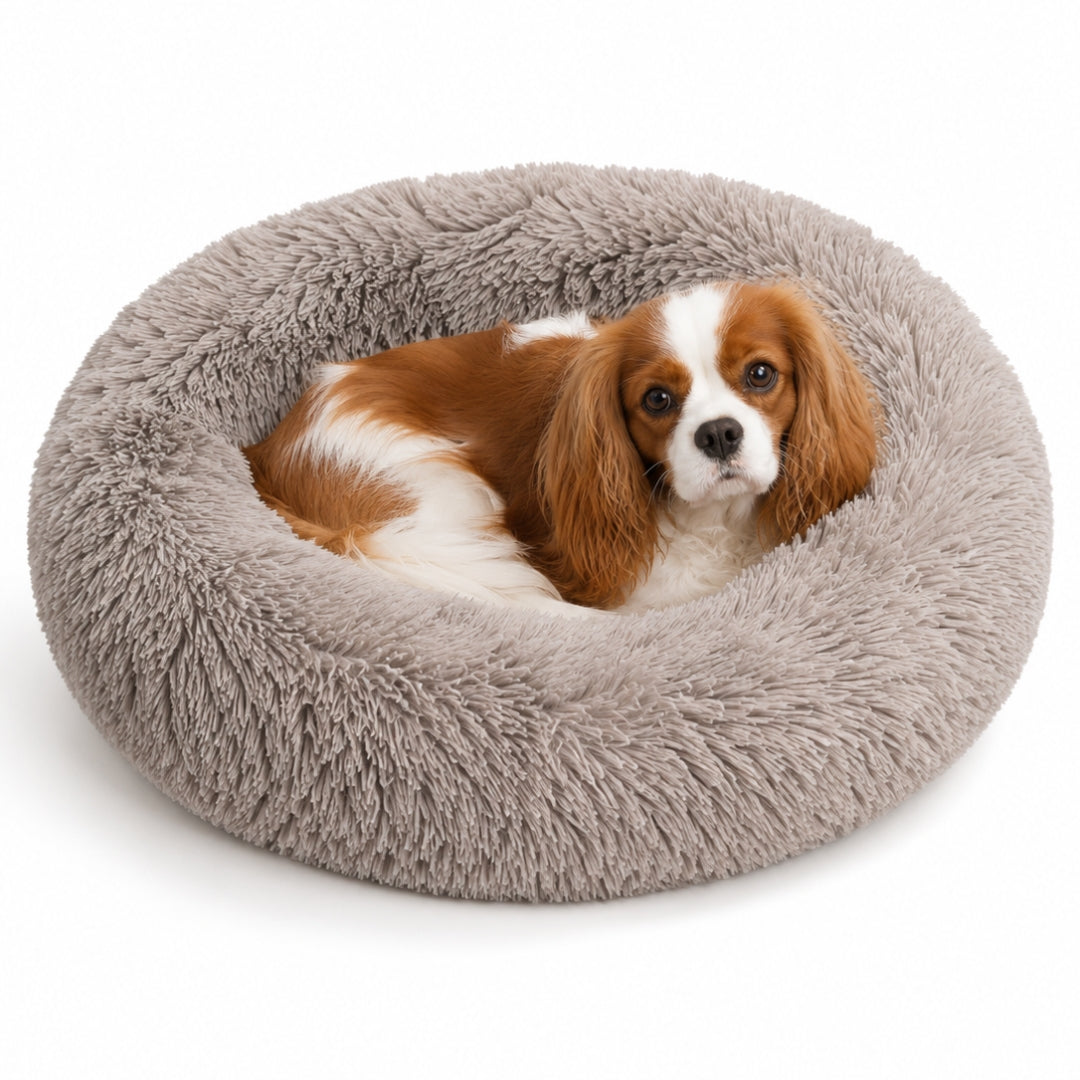 The Cloud Bed
